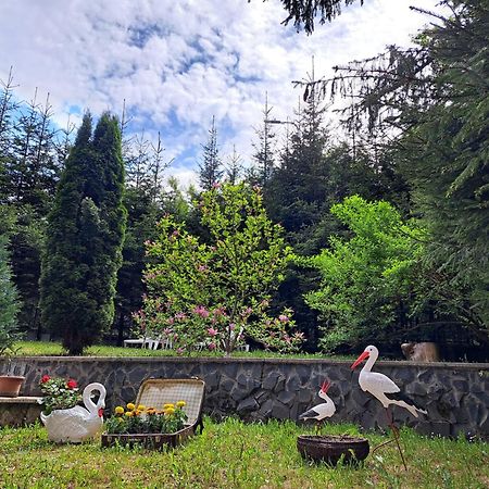 Pensiunea Colina Poiana Braşov Dış mekan fotoğraf