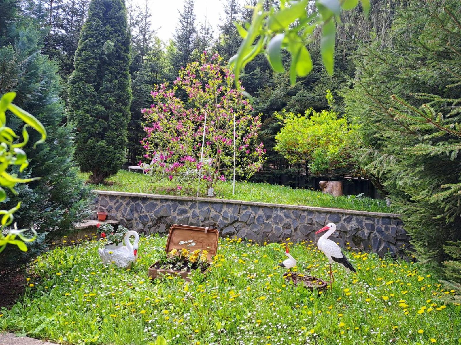 Pensiunea Colina Poiana Braşov Dış mekan fotoğraf